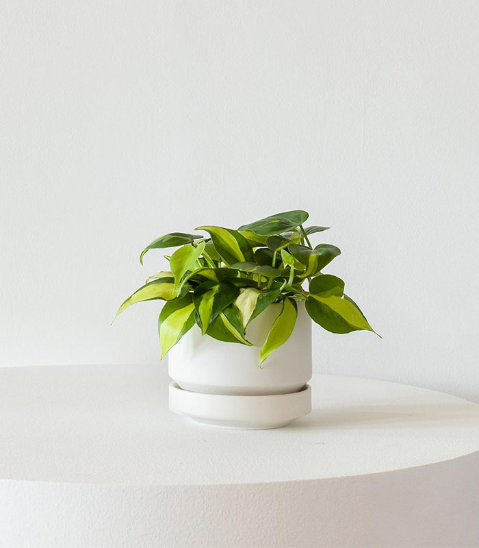 w-indoor-plants-small-6-0.jpg Philodendron Brasil - Gambar 1